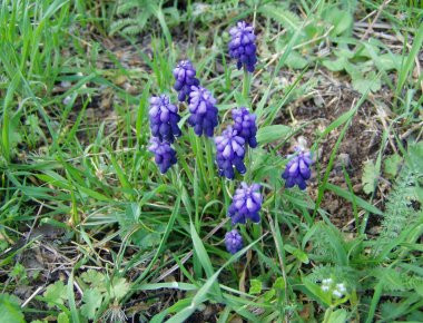 Αλβανοί εισβάλουν στην Ελλάδα κλεβοντας σπάνιες καλλιέργειες βοτάνων